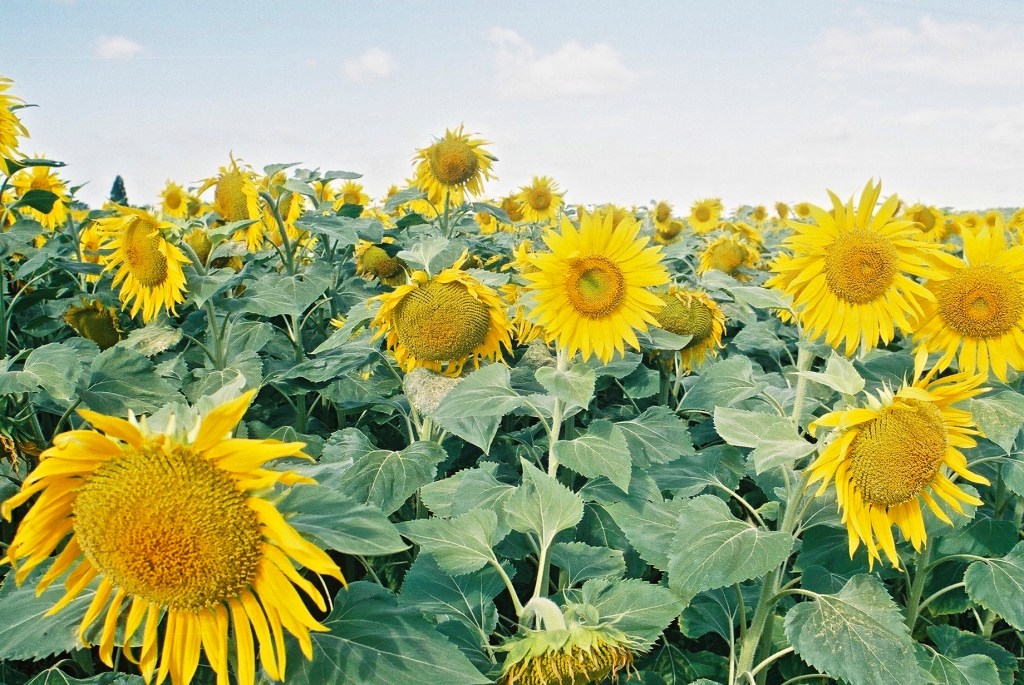 Photography by Ollie Couling