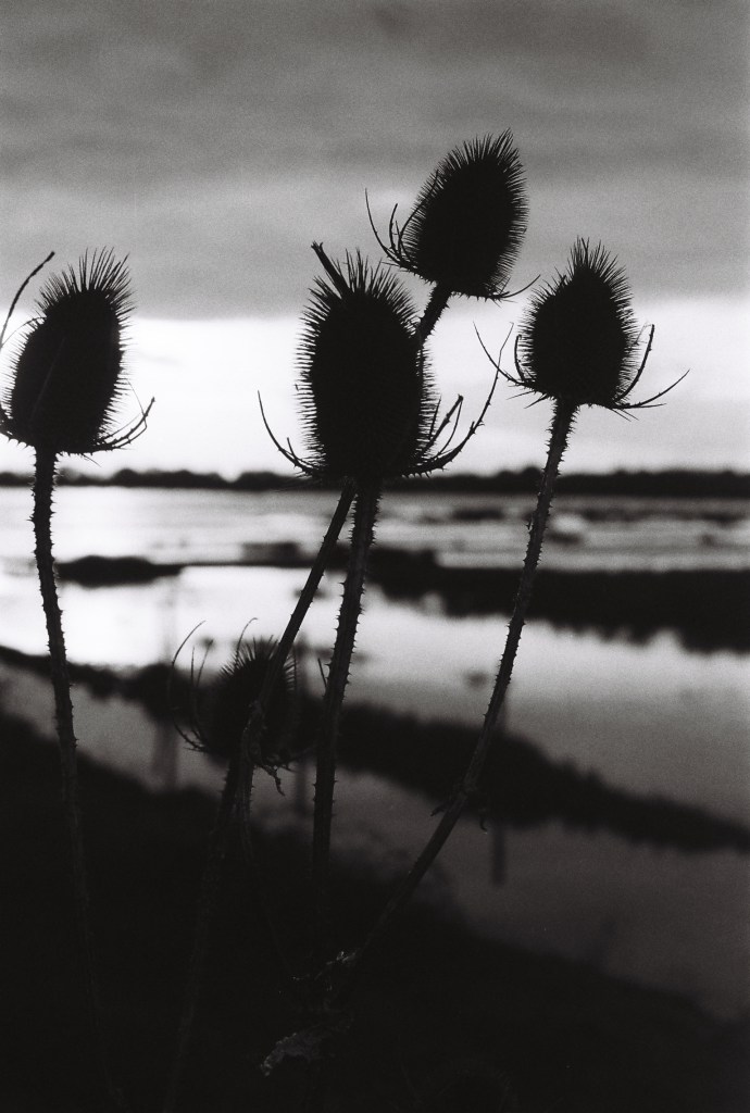 35mm film photography by Ollie Couling